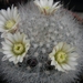 mammillaria  schwarzii