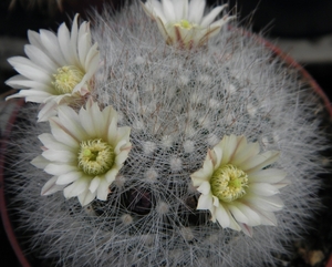 mammillaria  schwarzii