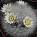 mammillaria  schwarzii                                         1