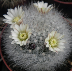 mammillaria  schwarzii                                         1