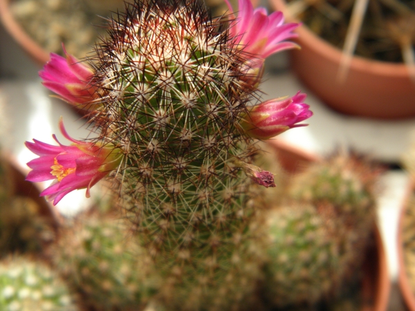 mammillaria  sphacelata .v. perina  sb 836