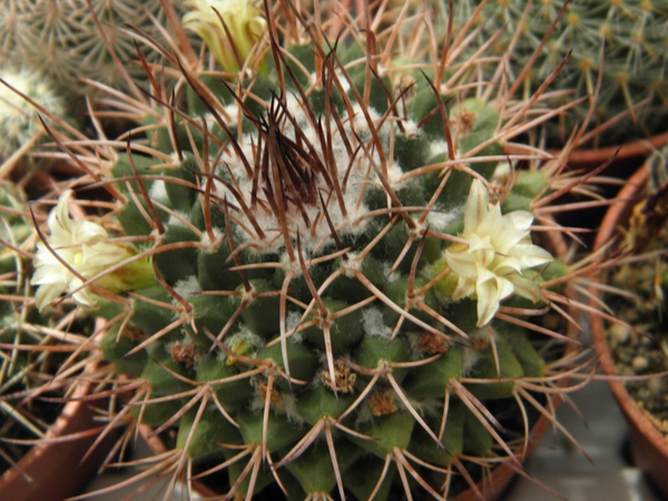 mammillaria  voburnensis