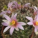 mammillaria hutchisoniana                                        