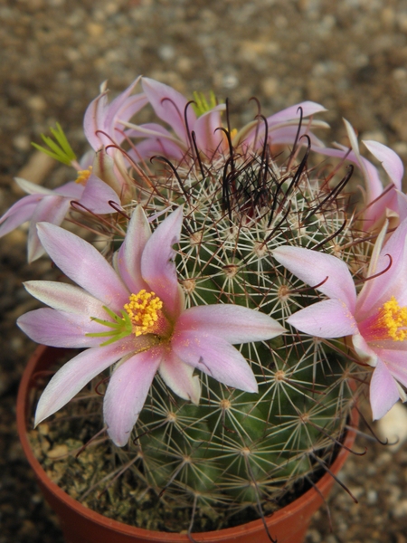 mammillaria hutchisoniana                                        