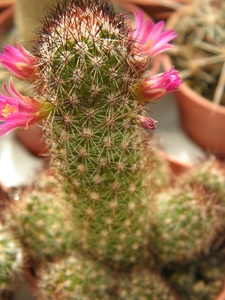 mammillaria spacelata  .v. perina  sb 836                        