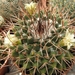 mammillaria voburnensis                                          