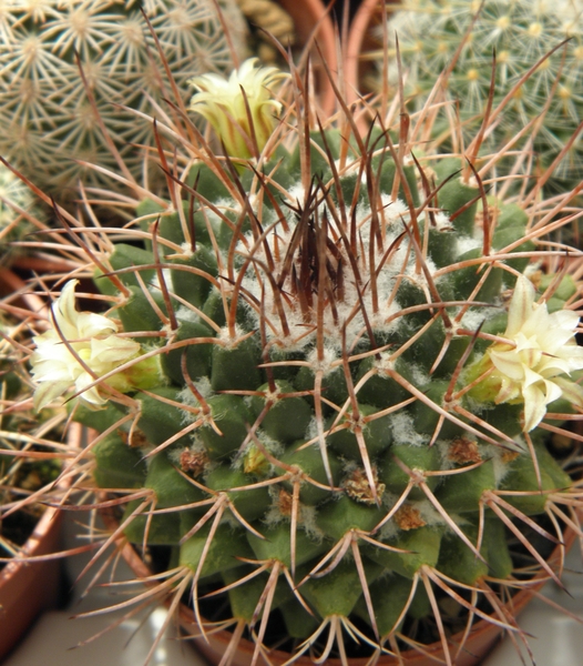 mammillaria voburnensis                                          