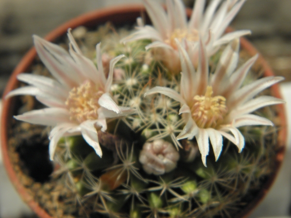 mammillaria   coahulense