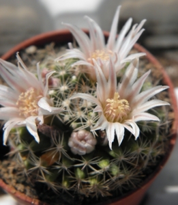 mammillaria   coahulense                                         