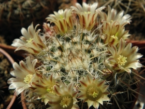 mammillaria   ficherii