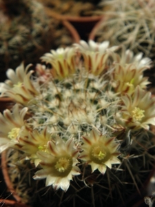 mammillaria   ficherii                                           