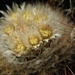 mammillaria  brachyrichion