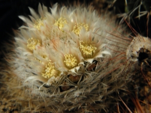 mammillaria  brachyrichion