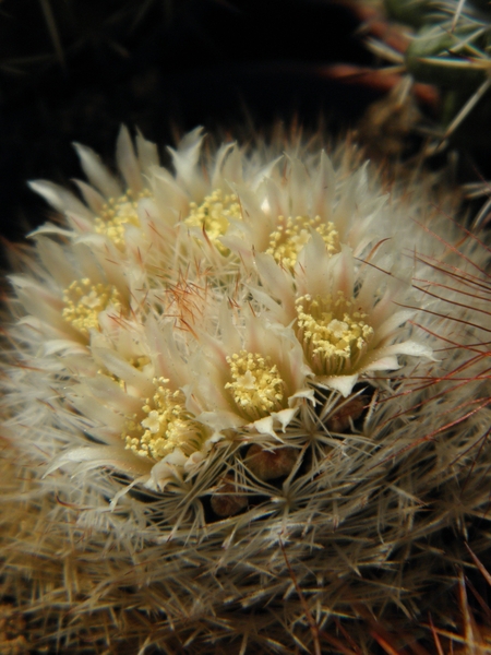 mammillaria  brachyrichion                                       