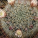 mammillaria  celleana