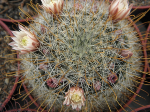 mammillaria  celleana