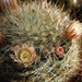 mammillaria  celleana                                            