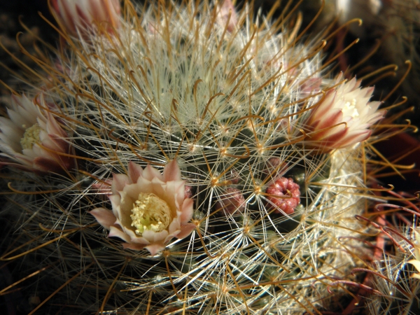 mammillaria  celleana                                            