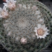 mammillaria  formosa