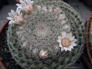 mammillaria  formosa