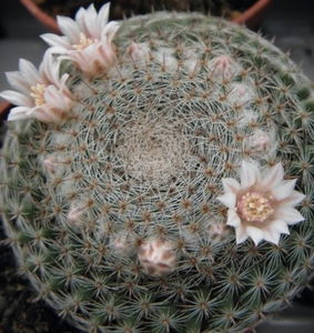 mammillaria  formosa                                             