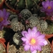 mammillaria  goldii