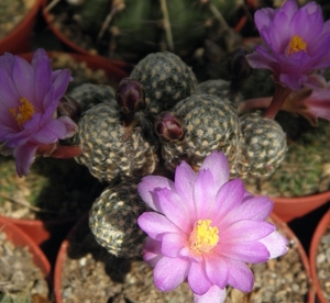 mammillaria  goldii