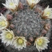 mammillaria  jaliscana  .v. zacatecaensis