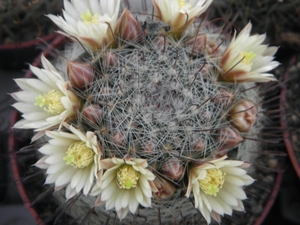 mammillaria  jaliscana  .v. zacatecaensis