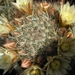 mammillaria  jaliscana  .v. zacatecaensis                        