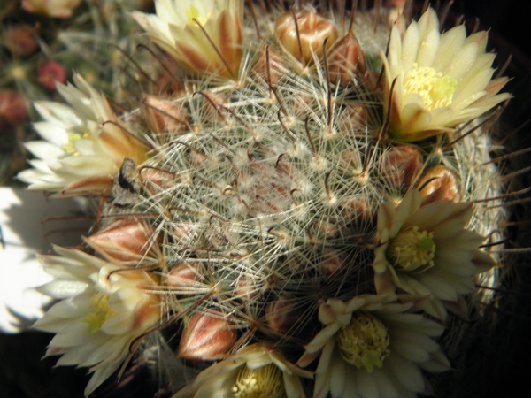 mammillaria  jaliscana  .v. zacatecaensis                        