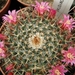 mammillaria  neomystax