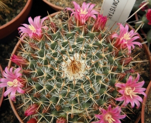 mammillaria  neomystax