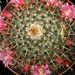 mammillaria  neomystax                                           