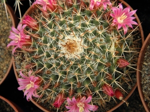 mammillaria  neomystax                                           