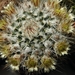 mammillaria  pachrycilindra