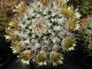 mammillaria  pachrycilindra