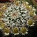 mammillaria  pachrycilindra                                      