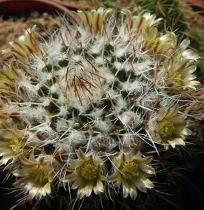 mammillaria  pachrycilindra                                      