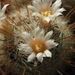 mammillaria  pennispnosa  .v. nazasensis   sb 489