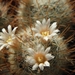 mammillaria  pennispnosa  .v. nazasensis   sb 489                