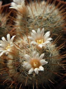 mammillaria  pennispnosa  .v. nazasensis   sb 489                