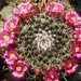 mammillaria  voburnensis