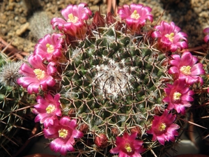 mammillaria  voburnensis