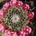 mammillaria  voburnensis                                         