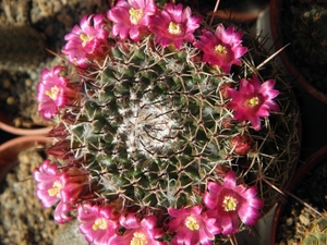 mammillaria  voburnensis                                         