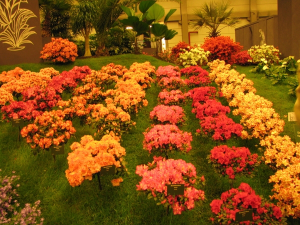 Gentse Floralin 2010 039