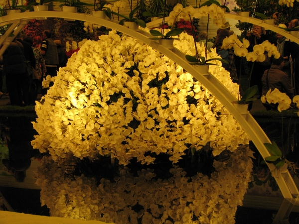 Gentse Floralin 2010 054