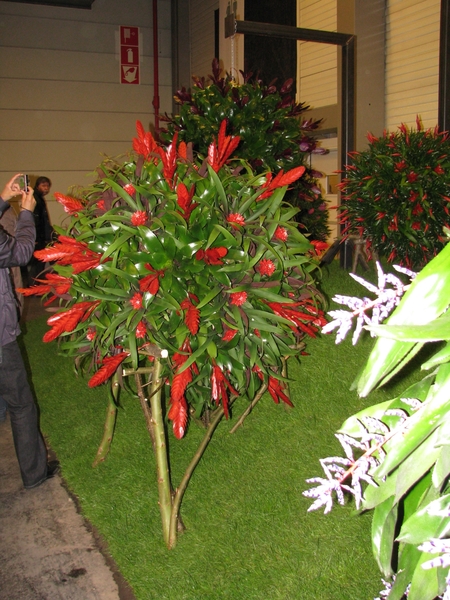 Gentse Floralin 2010 112