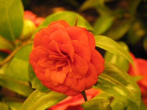 Gentse Floralin 2010 192